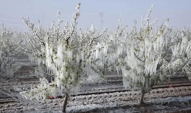 22 İlde Don/Dolu Zararı: Çiftçiye Destek Ödemeleri Başlıyor