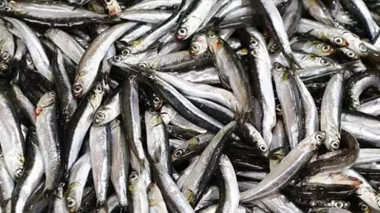 Hamsi İhracatında Avrupa Rekoru: 9 Milyon Dolar Gelir