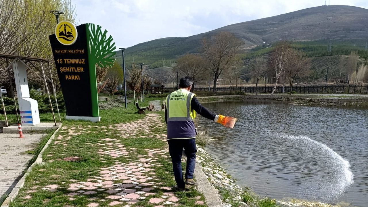 Bayburt’ta Erken Sinek Mücadelesi: Larva İlaçlaması