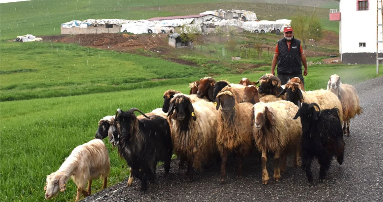 Batman’da yağışlar, tarım ve hayvancılığı canlandırdı