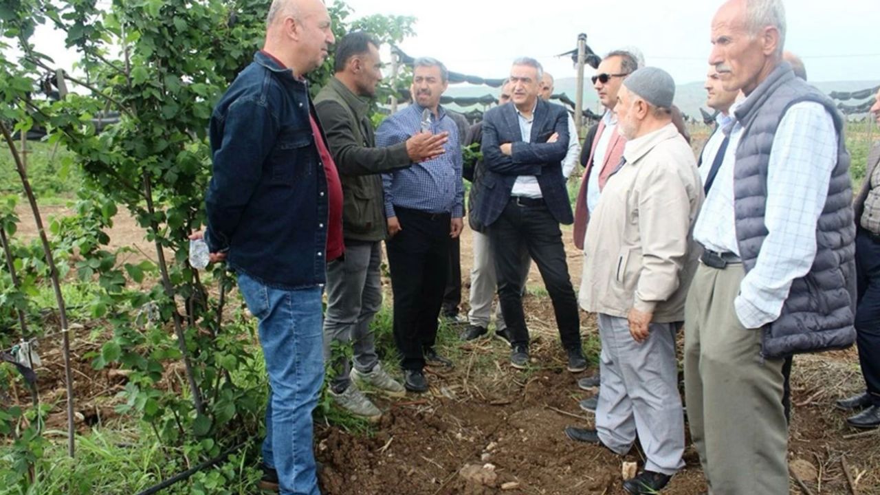 Batman’da Böğürtlen Çiftçiye Yeni Gelir Kapısı