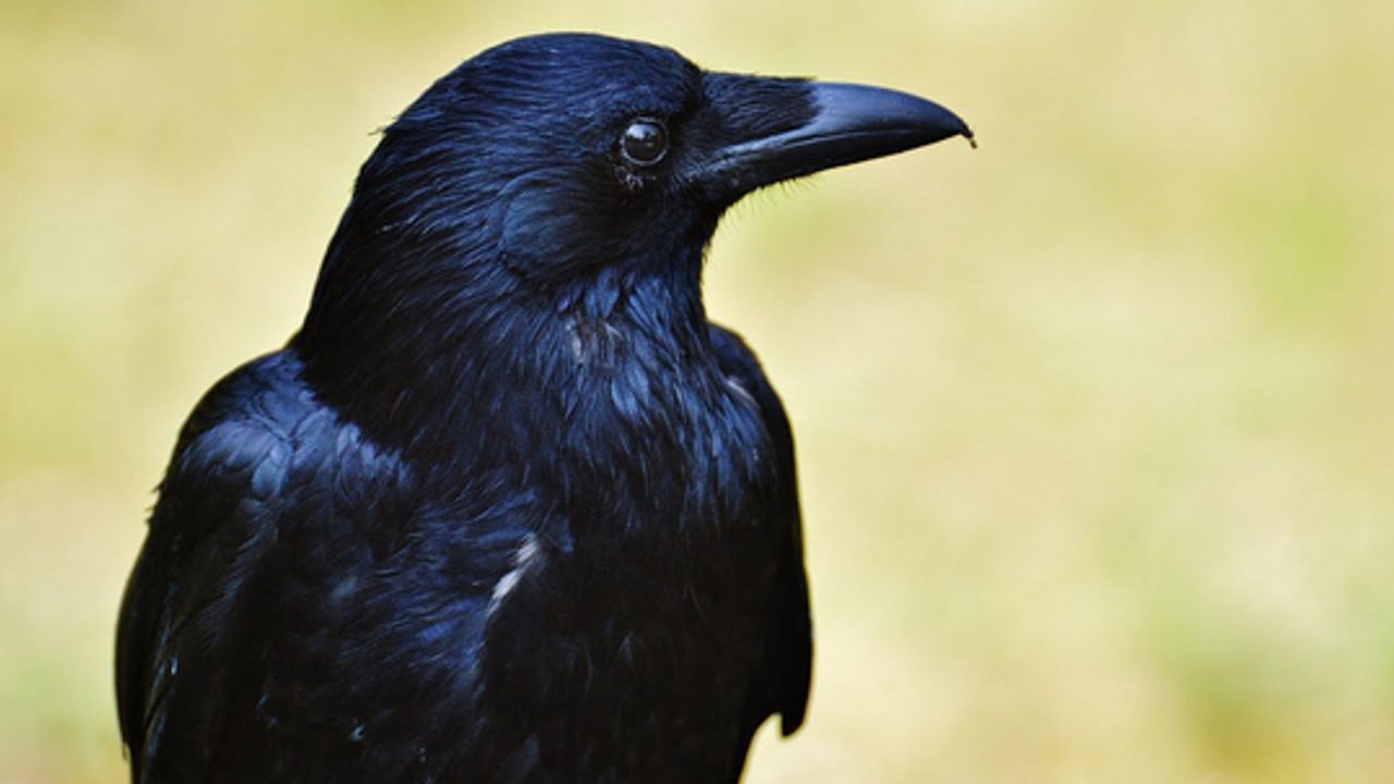 Kargaların Geometrik Sezgisi: Alman Bilim İnsanlarından Şaşırtan Keşif