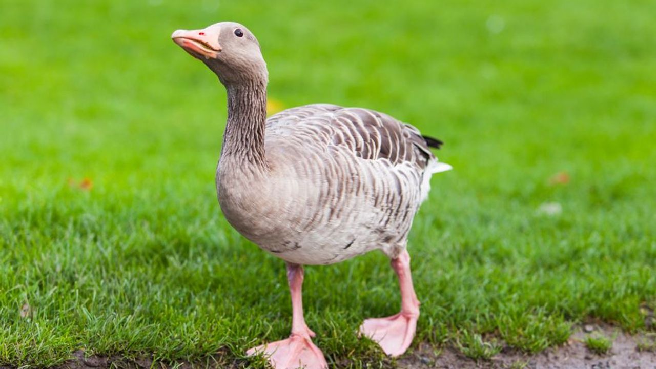 Kanada Savunma Bakanlığı Ottawa’da Personeline Kaz Uyarısı