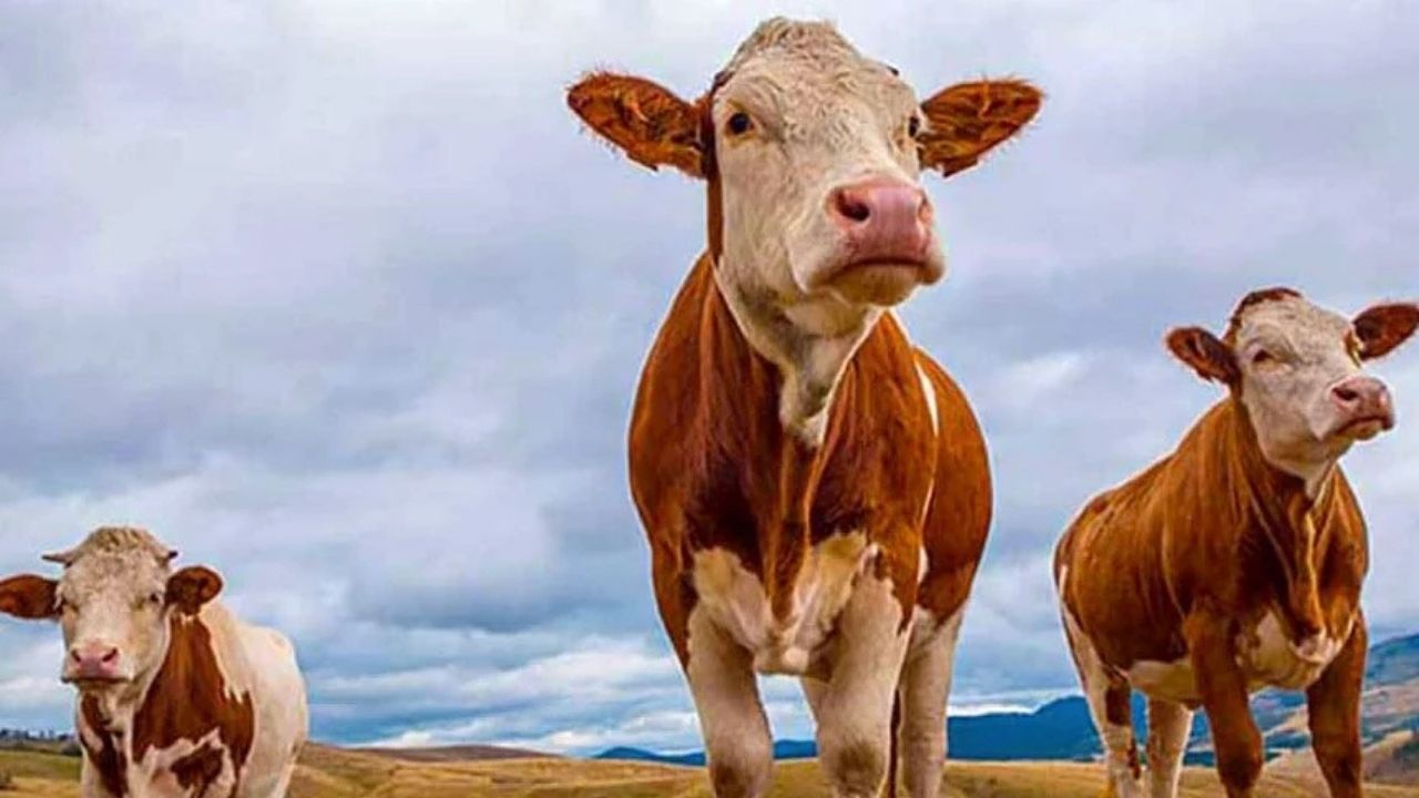 2025 Vekalet Kurban Bedeli: Diyanet Açıkladı