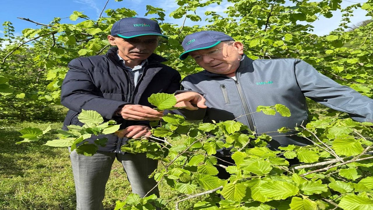 Giresun: Zirai Don Fındık Rekoltesini Tehdit Ediyor