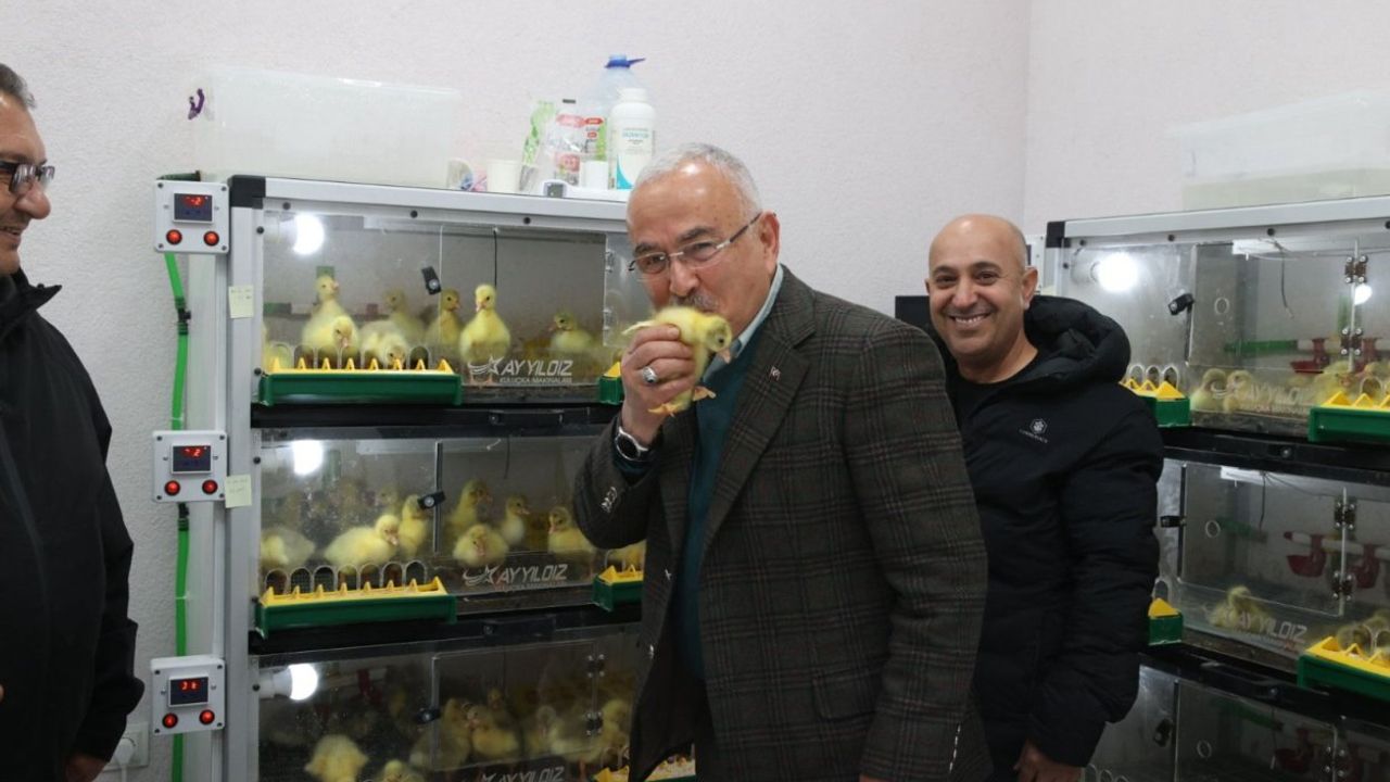 Ordu’dan Kars’a Kaz İhracatı: Alım Garantisi Üretimi Artırdı