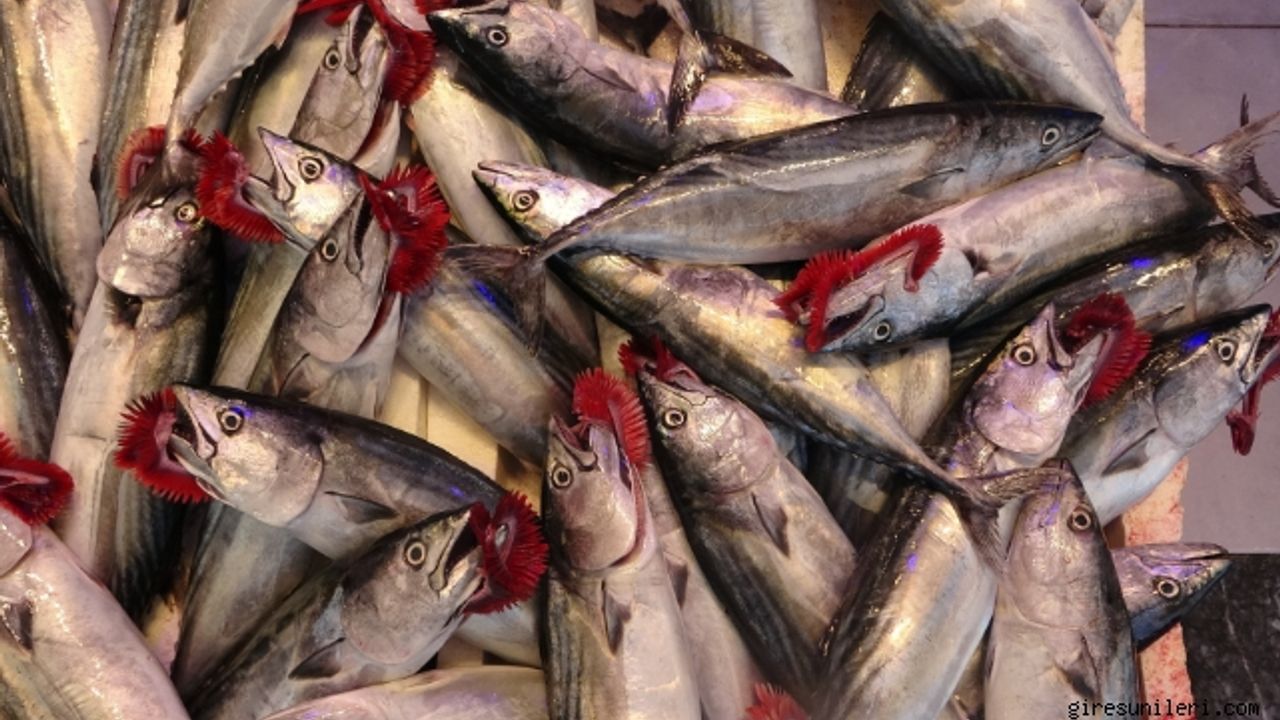 Palamut Sevinci ve Müsilaj Gölgesinde Balıkçılık