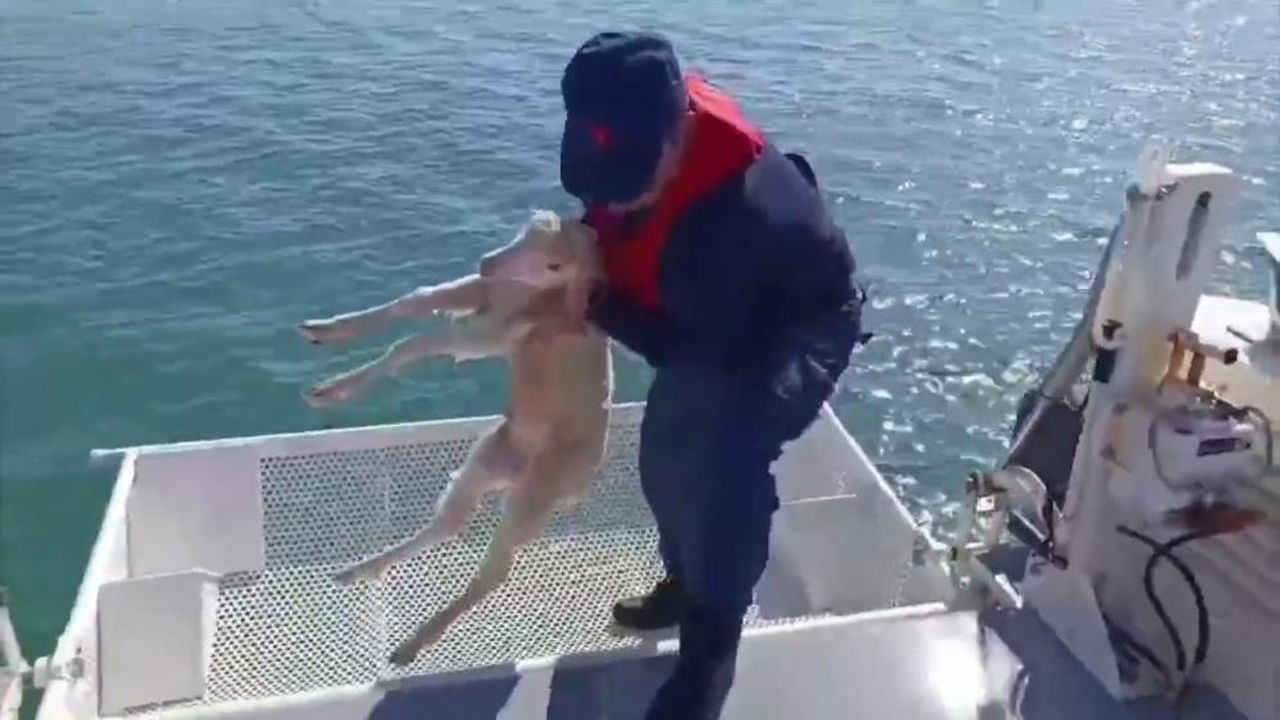 Sahil Güvenlik Ayvalık Açıklarında Kuzuyu Denizden Kurtardı