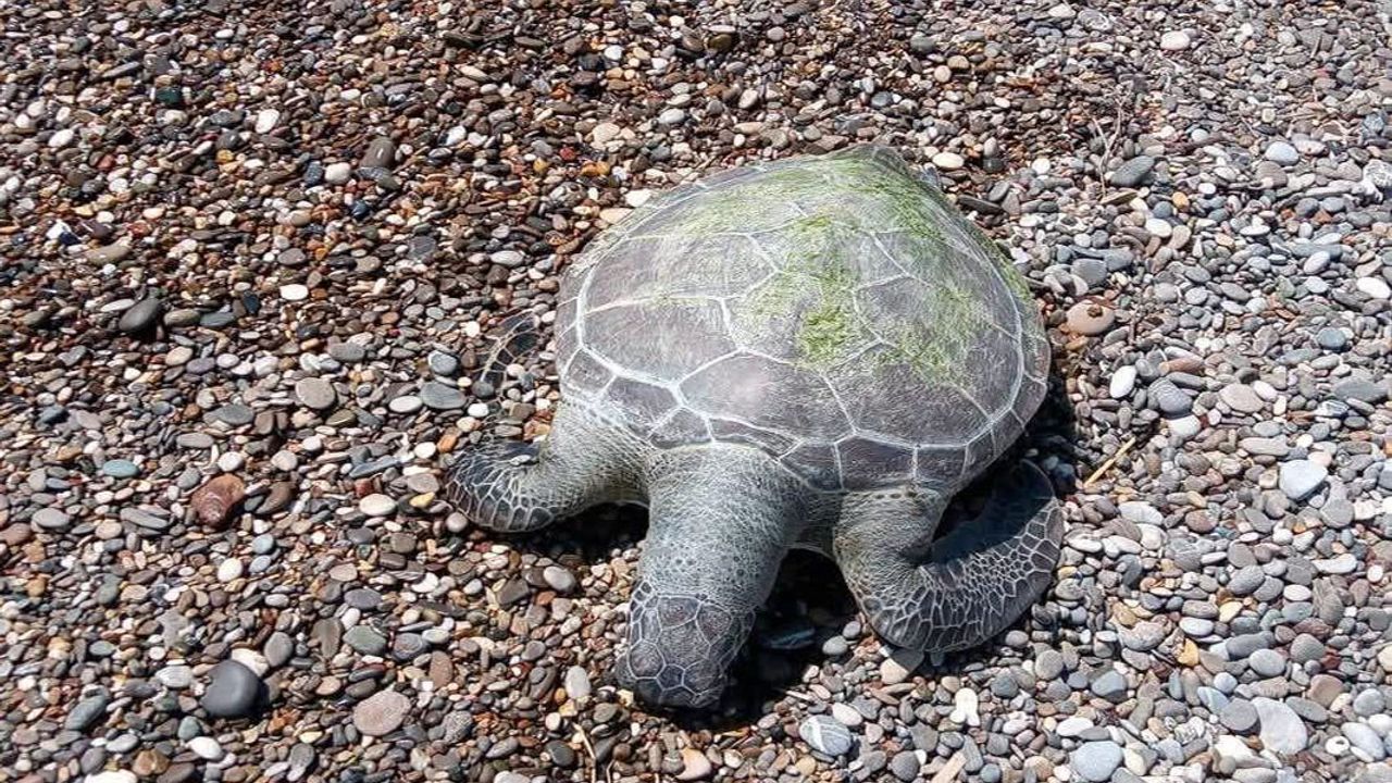 Antalya’da Caretta Caretta Ölüsü Karaya Vurdu