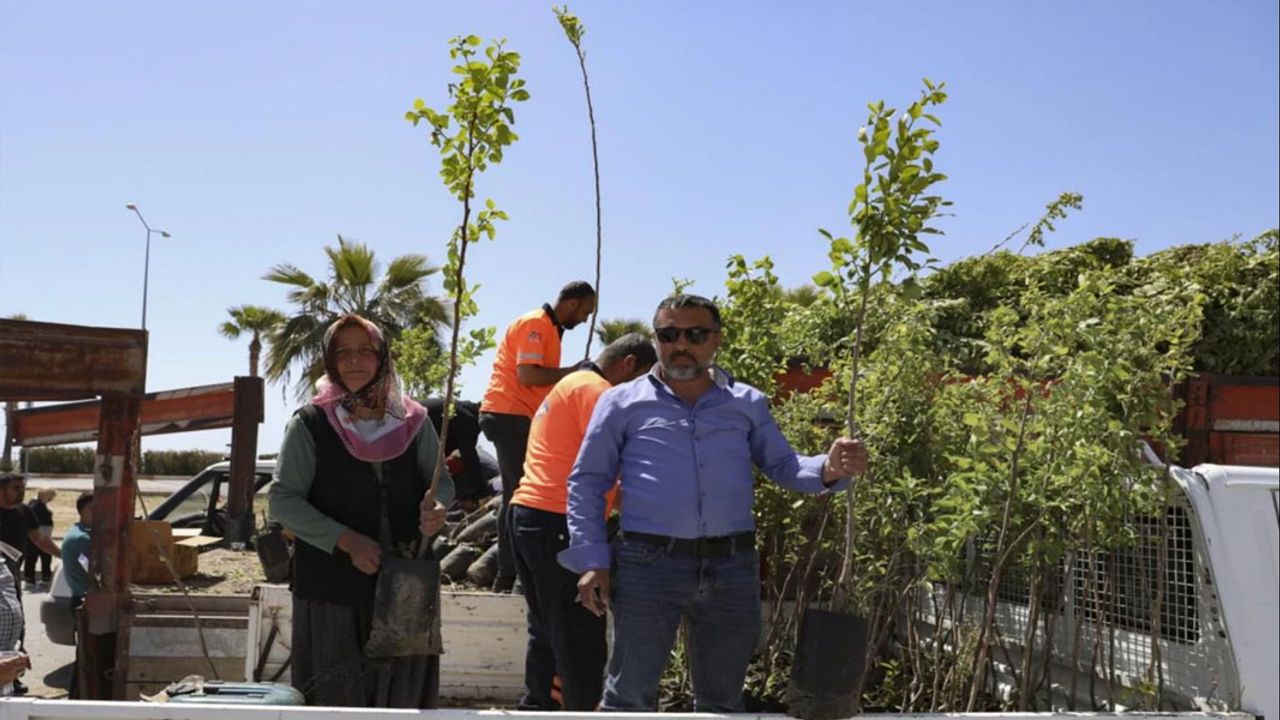 Mersin Büyükşehir’den %50 Hibe Trabzon Hurması Fidanı