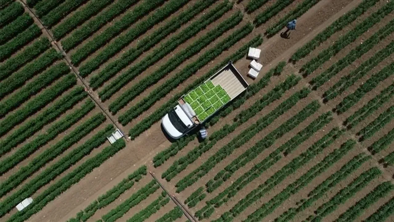 6 Milyar TL’lik Çiftçi Desteği Bugün Ödeniyor