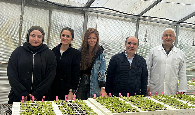 OMÜ’nün Marul Fusarium Projesine TÜBİTAK Desteği