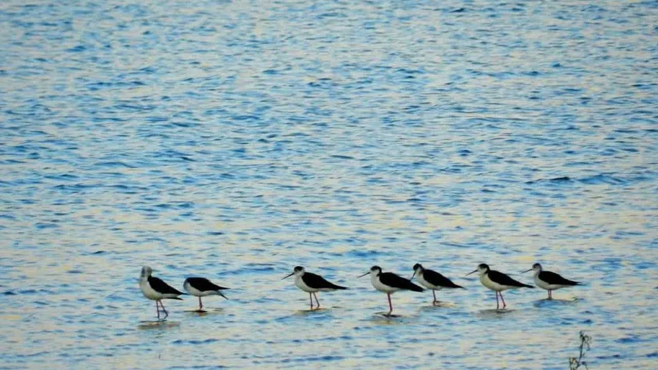 Nallıhan Kuş Cenneti 8. Fotoğraf Yarışması Başlıyor