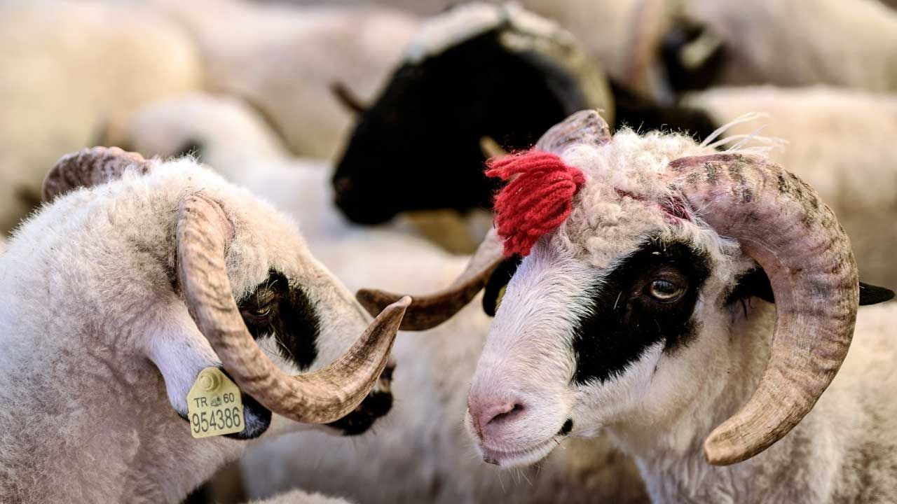 Kurban Bayramı’nda Satılmayan Hayvanları ESK Alacak