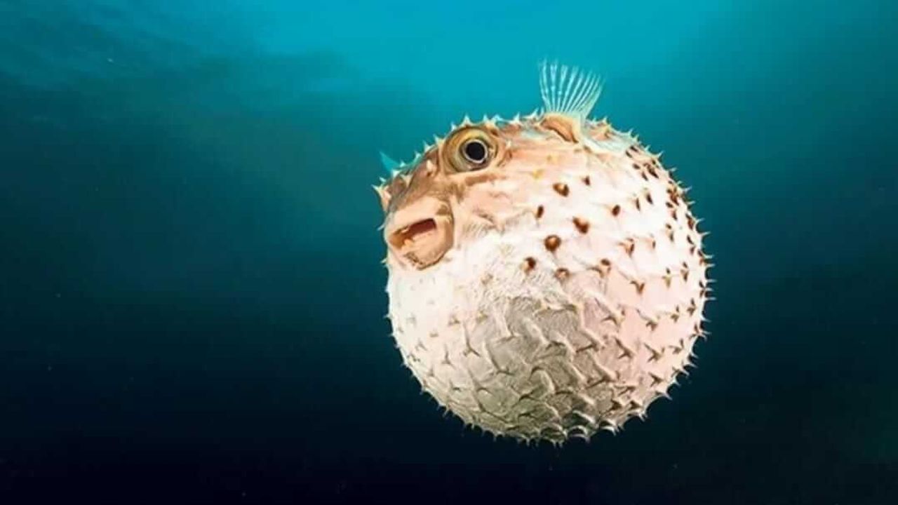 Balon Balığı Avcılık Desteği %40 Arttı: Resmi Gazete