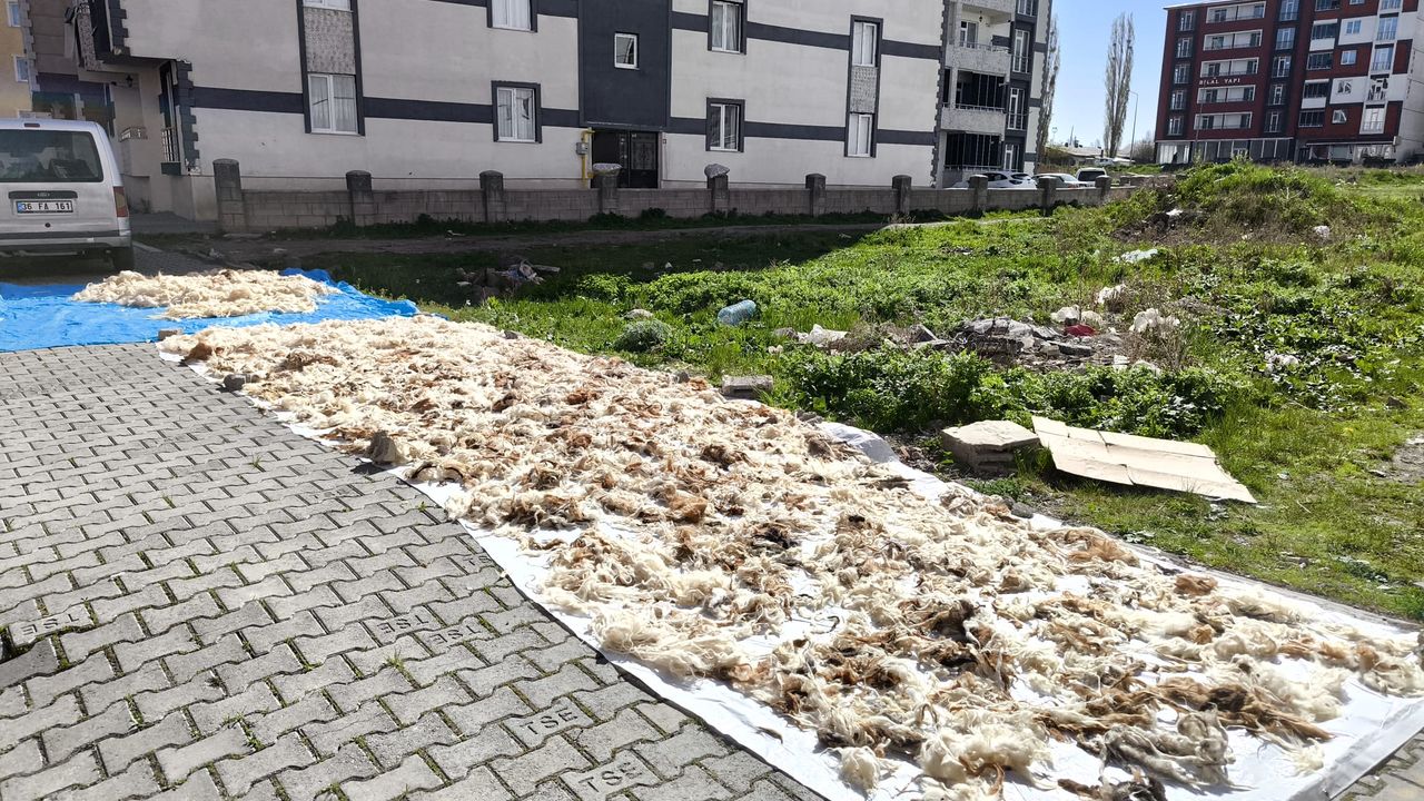 Kars’ta Geleneksel Yün Yıkama Mesaisi Başladı