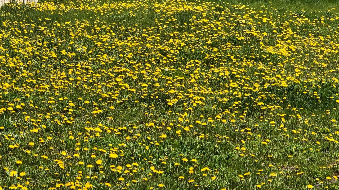 Kars’ta Yağış Sonrası Doğa Canlandı Rengarenk Çiçekler Açtı