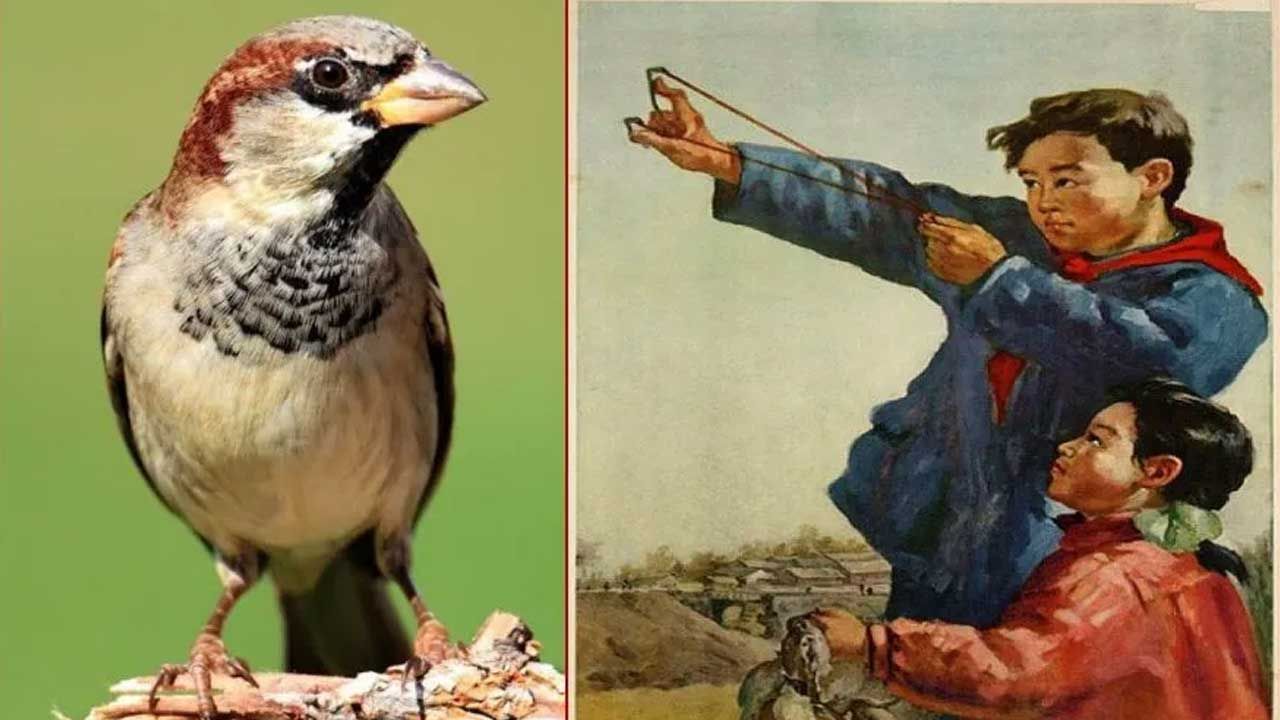 Çin’in Serçe Katliamı: Ekolojik Felaketin Dersleri