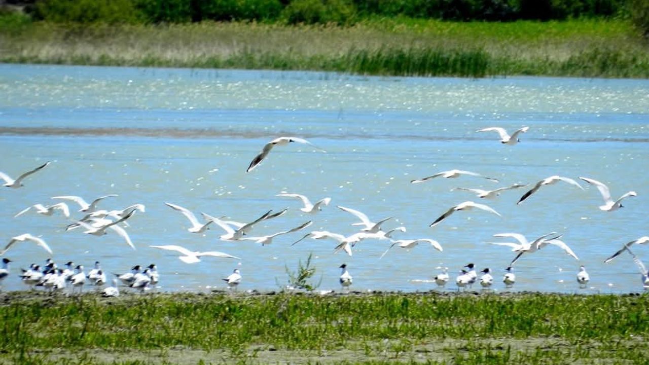 Nallıhan Kuş Cenneti’nde 8. Fotoğraf Safari Yarışması