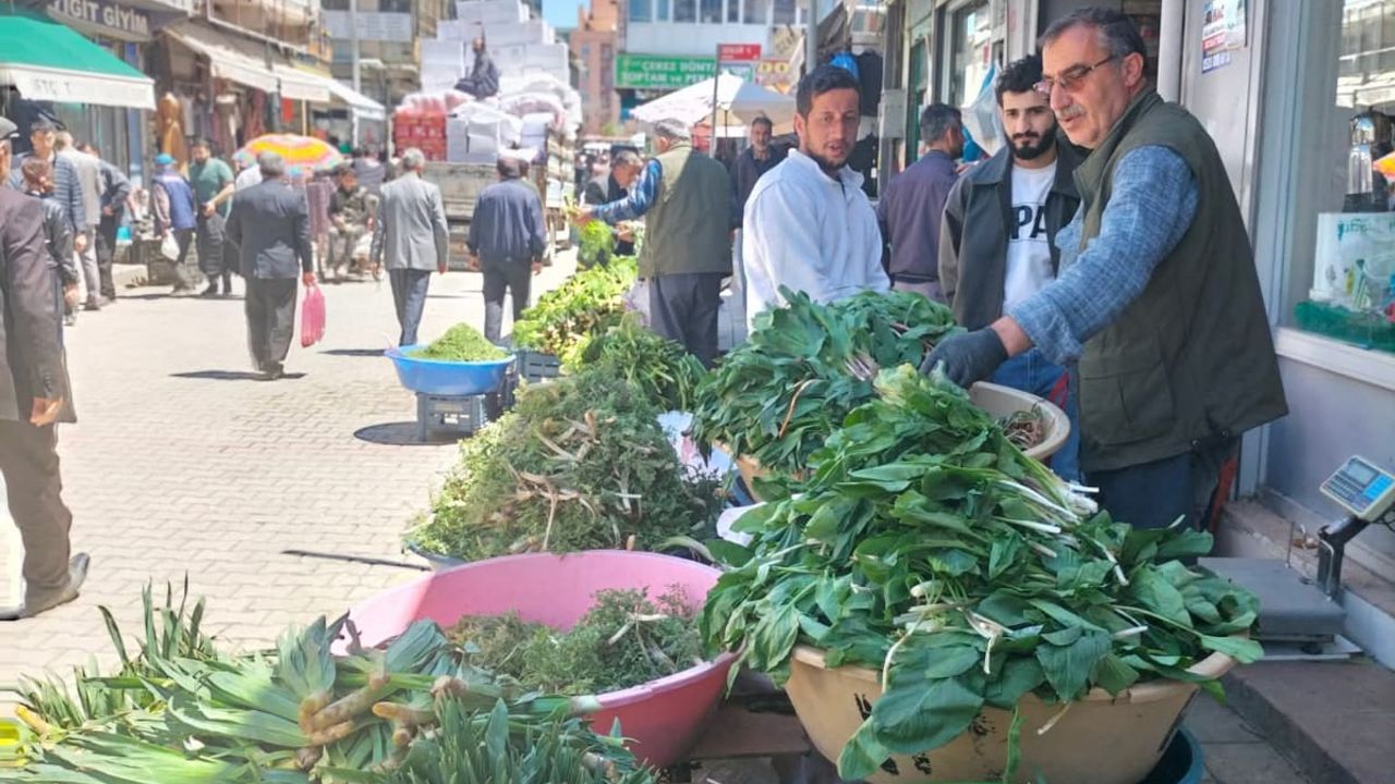 Van’da Yabani Bitkiler Bilinçsiz Toplama Tehdidi Altında