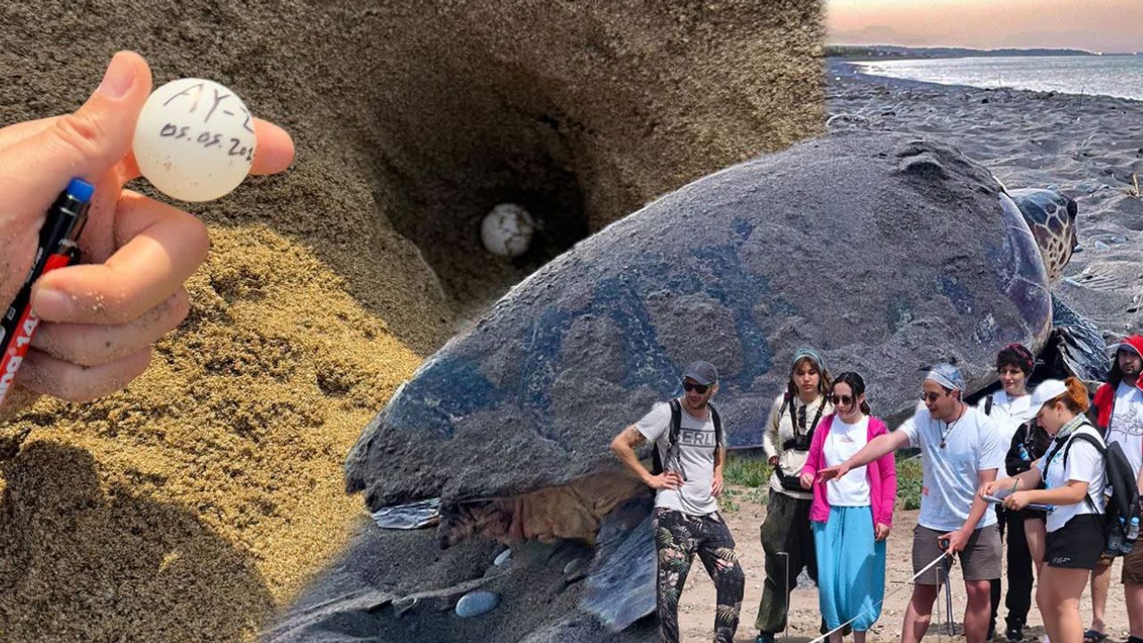 Belek’te Caretta Caretta Yuvalama Sezonu Başladı