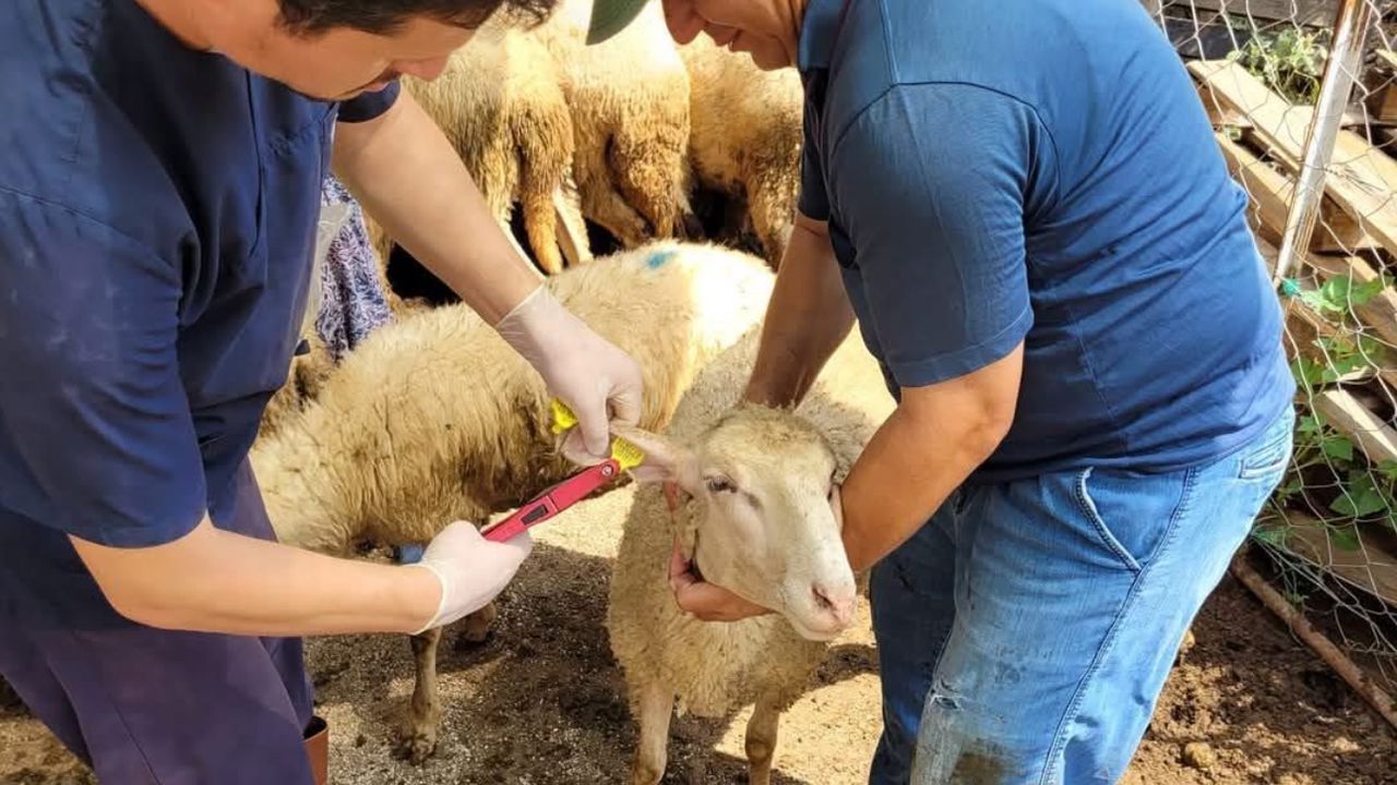 Serik’te Küçükbaş Sağlığı: Yayla & Kurban Öncesi Kontrol