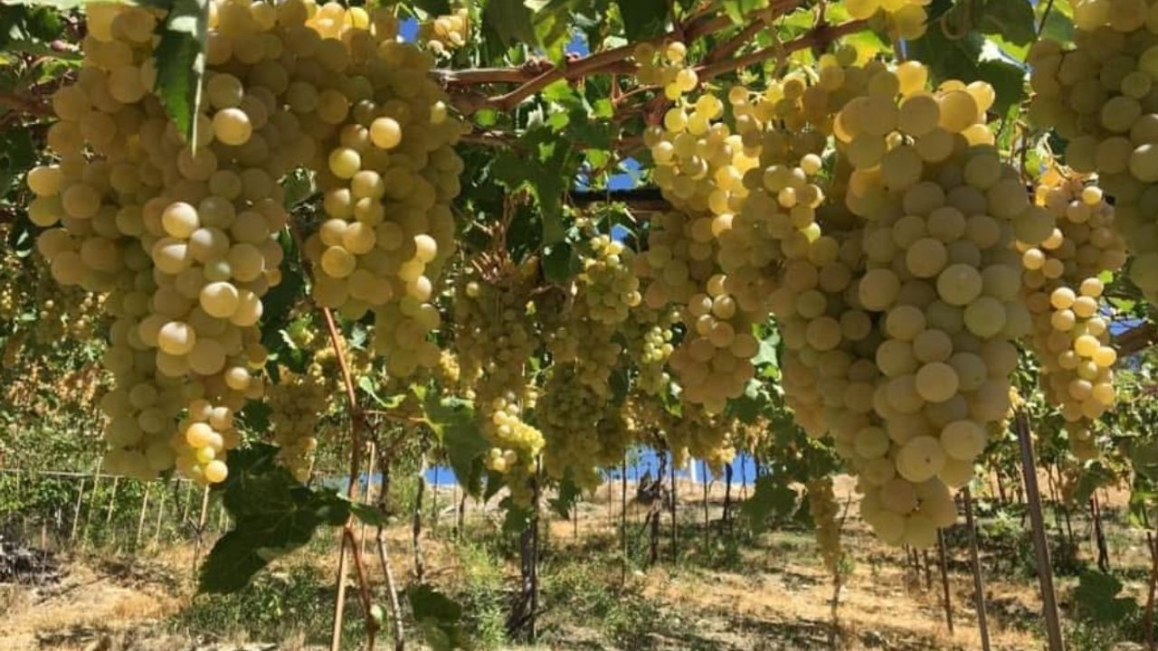 Kaş’ın İlk Coğrafi İşaretli Ürünü: Margaz Üzümü