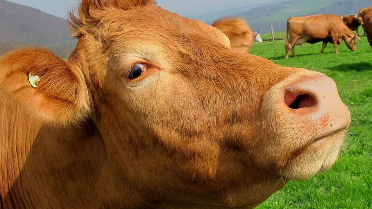 Türkiye Büyükbaş ve Küçükbaşta Avrupa Lideri