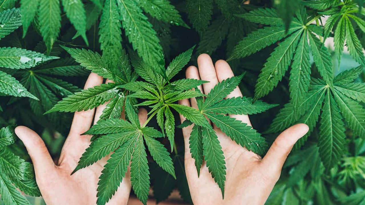 TÜİK: Türkiye Kenevir Üretim ve Ekim Alanları Rekora Ulaştı