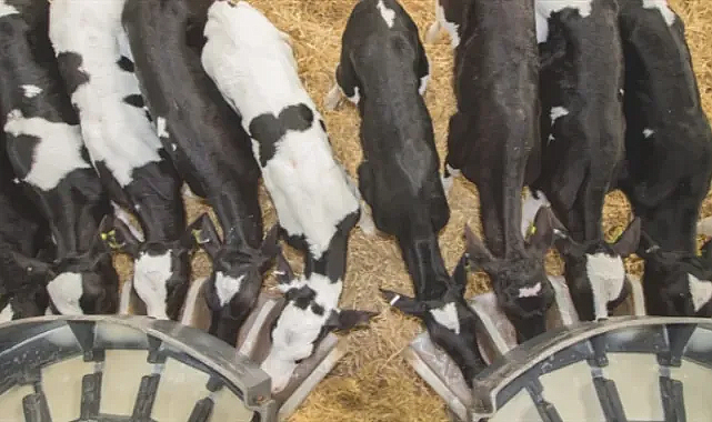 Kırsalda Bereket: Sonuçlar Açıklandı, Hayvan Teslimi Başladı