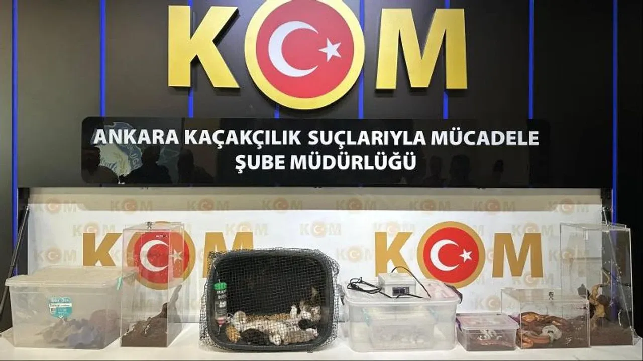 Egzotik Hayvan Ticareti Operasyonu: 5 İlde 12 Gözaltı