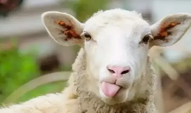 Kamu Kurban Bayramı Tatili 5.5 Günle Sınırlı Kaldı