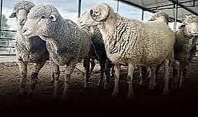 Siyah Sosyal Yardımlaşma Derneği 2025 Kurban Bedellerini Açıkladı