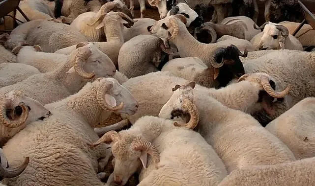 Kurbanlık 2025 Fiyatları: Büyükbaş 250 Bin, Küçükbaş 20 Bin TL
