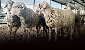 Samsun Mahmutbeyli Kurbanlık Satışı Başladı