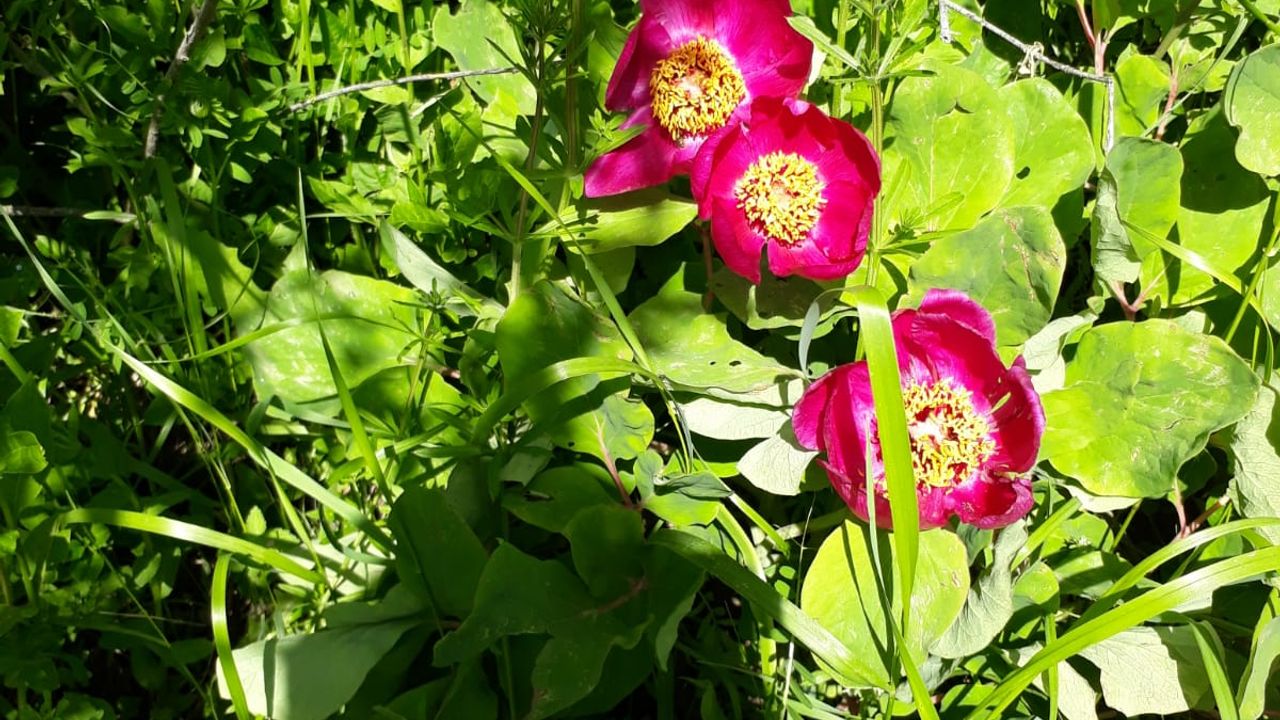 Ordu’da Nadir Manisa Lalesi Keşfi