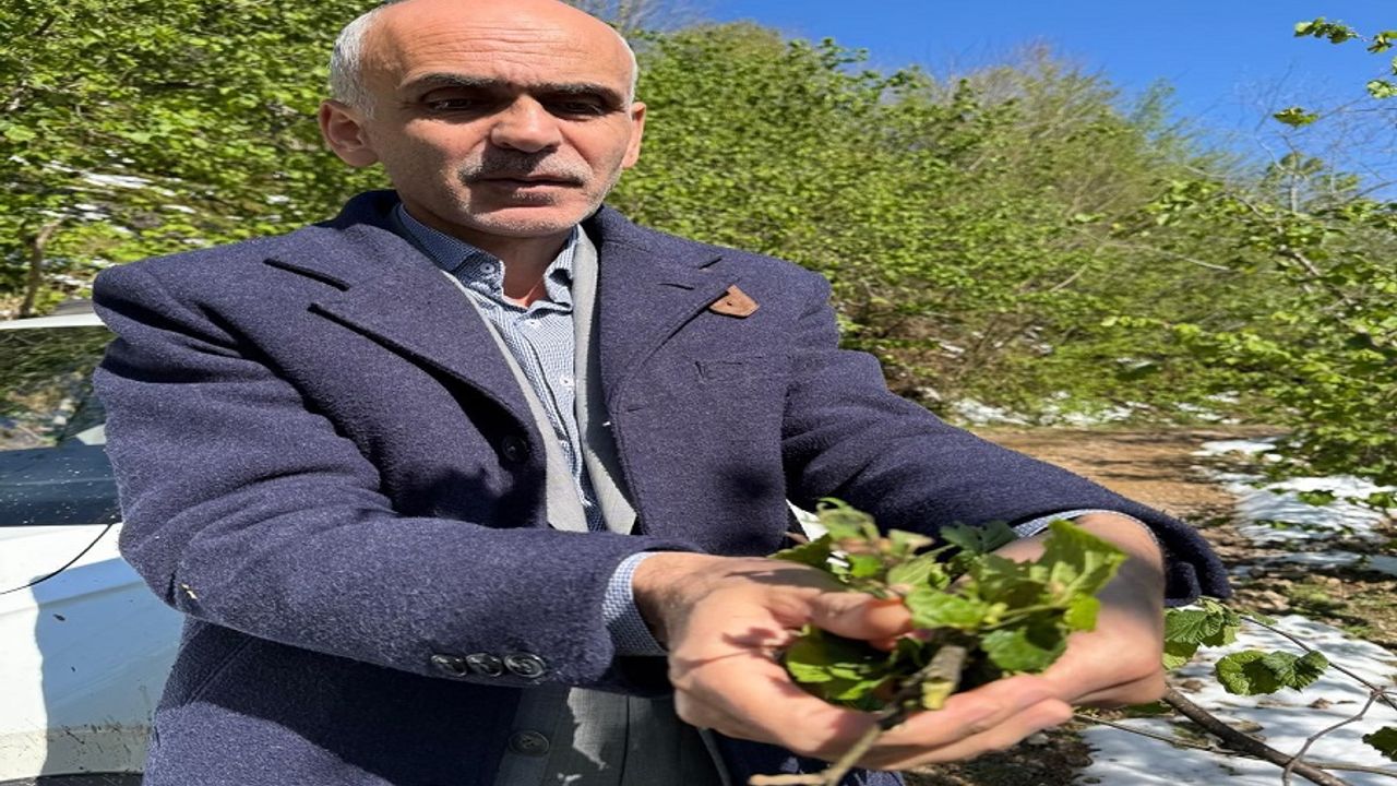 Türkiye 2025 Fındık Rekoltesi: 500 Bin Ton Altı Tahmini