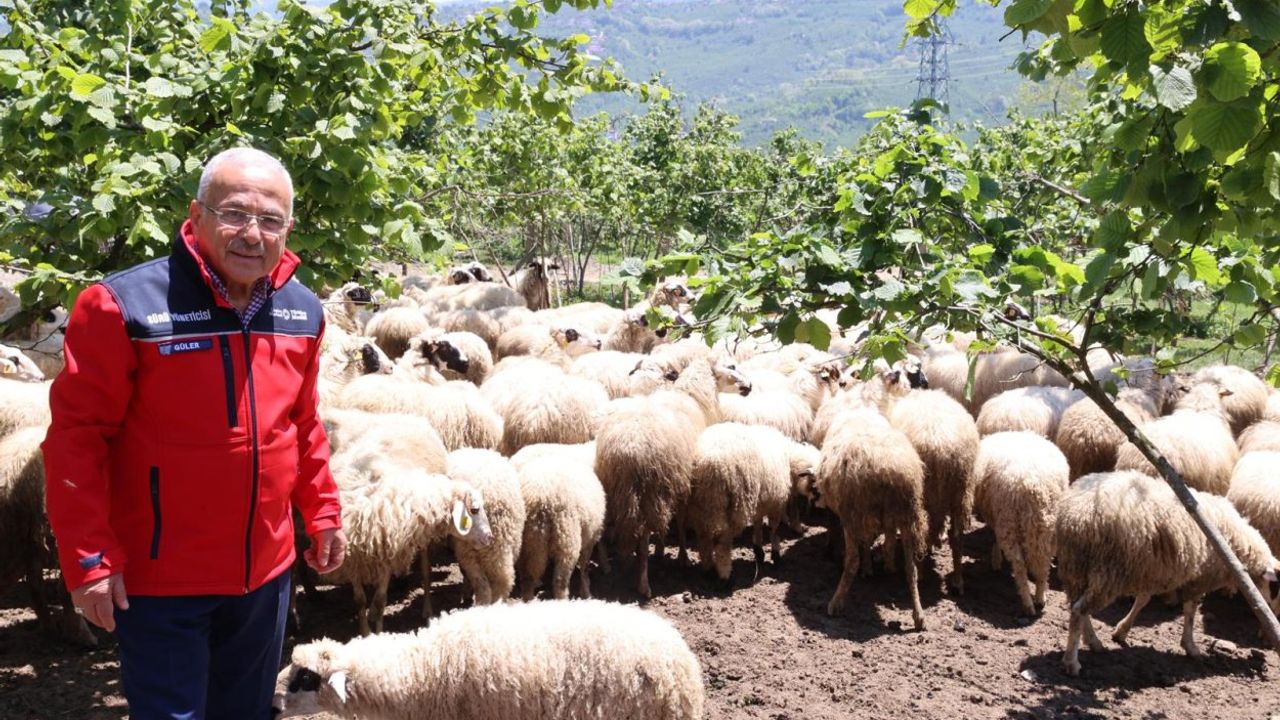 Ordu’da Kendi Tesisinde Küçükbaş Hayvan Üretimi