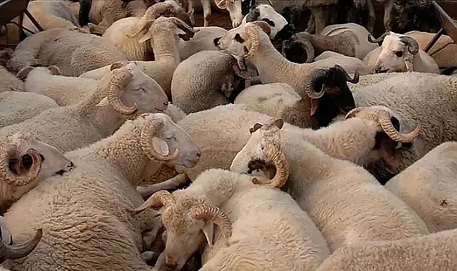 Kurban Bayramı: Doğal Kurbanlıklar Satışta