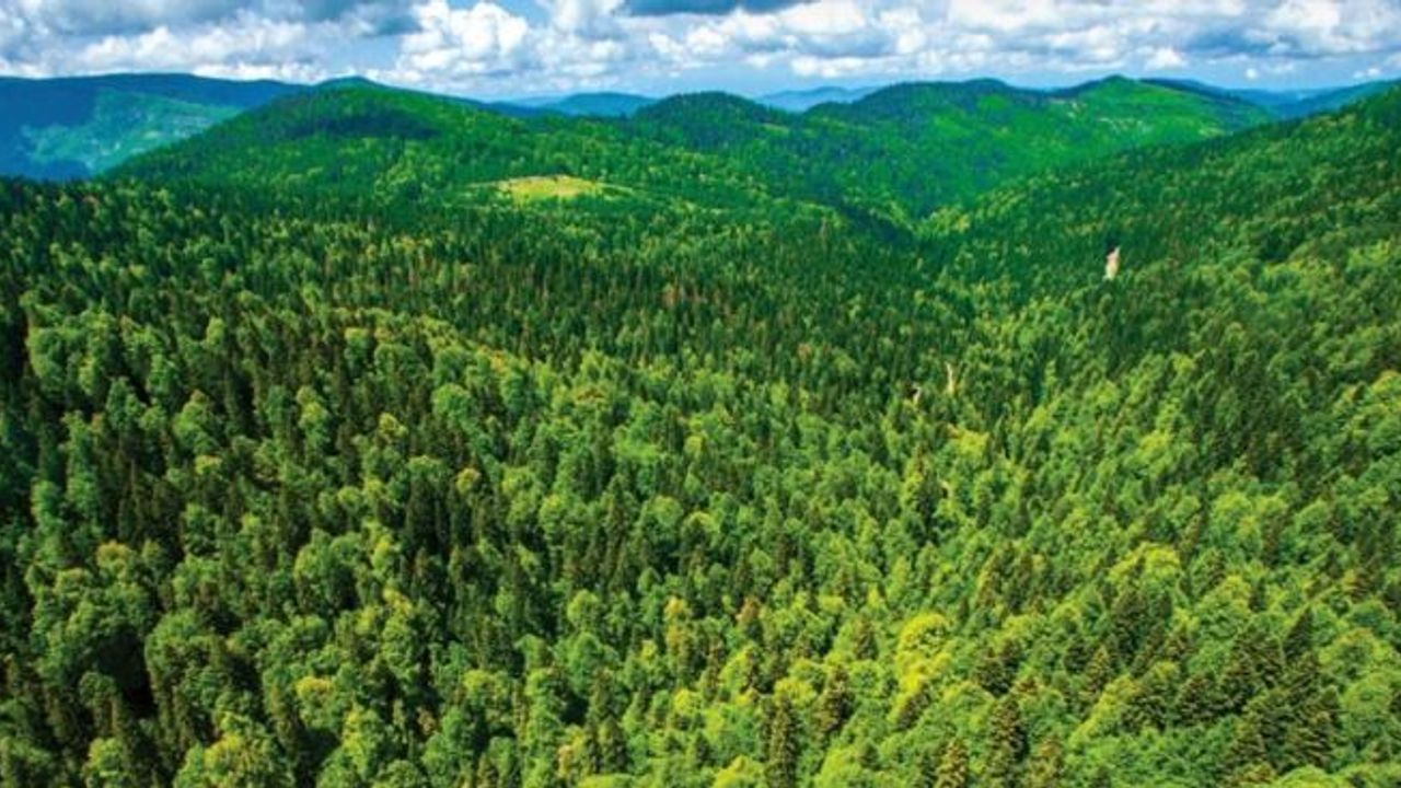 Bilecik Valilik’ten Ormanlara Giriş ve Ateş Yasağı