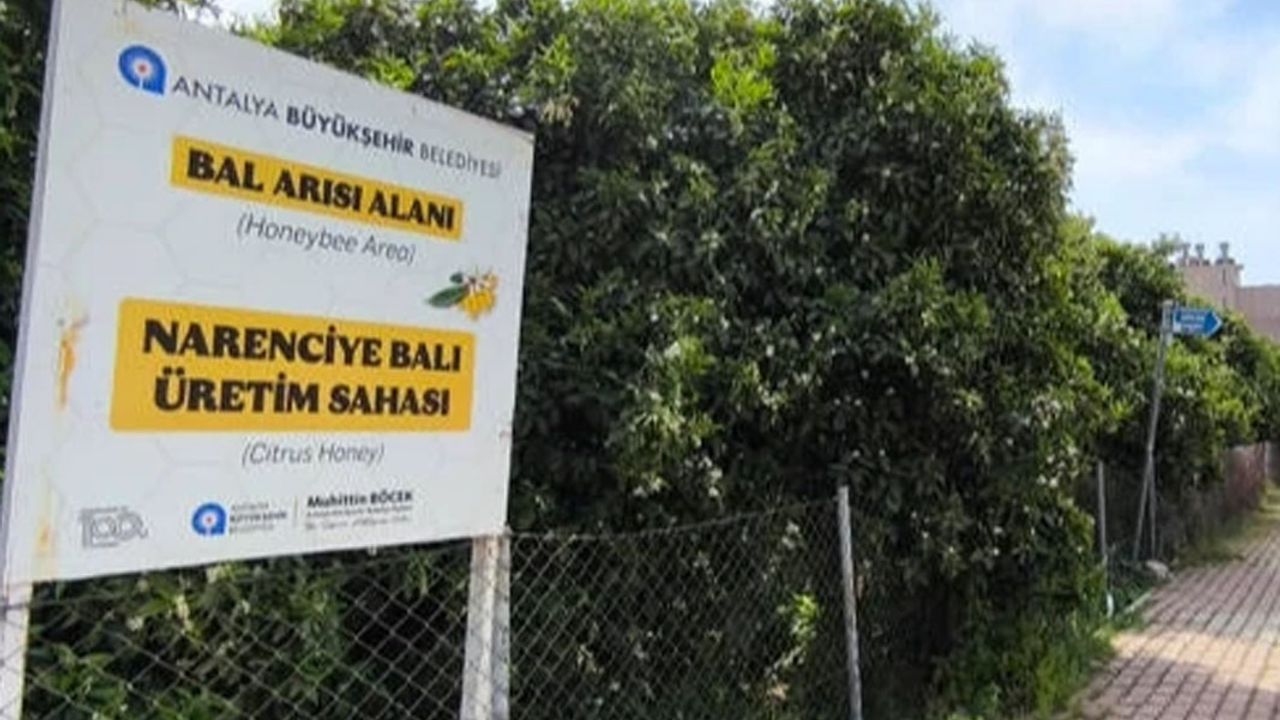 Antalya Arıları Narenciye Balı İçin Koruyor: Uyarı Tabelaları