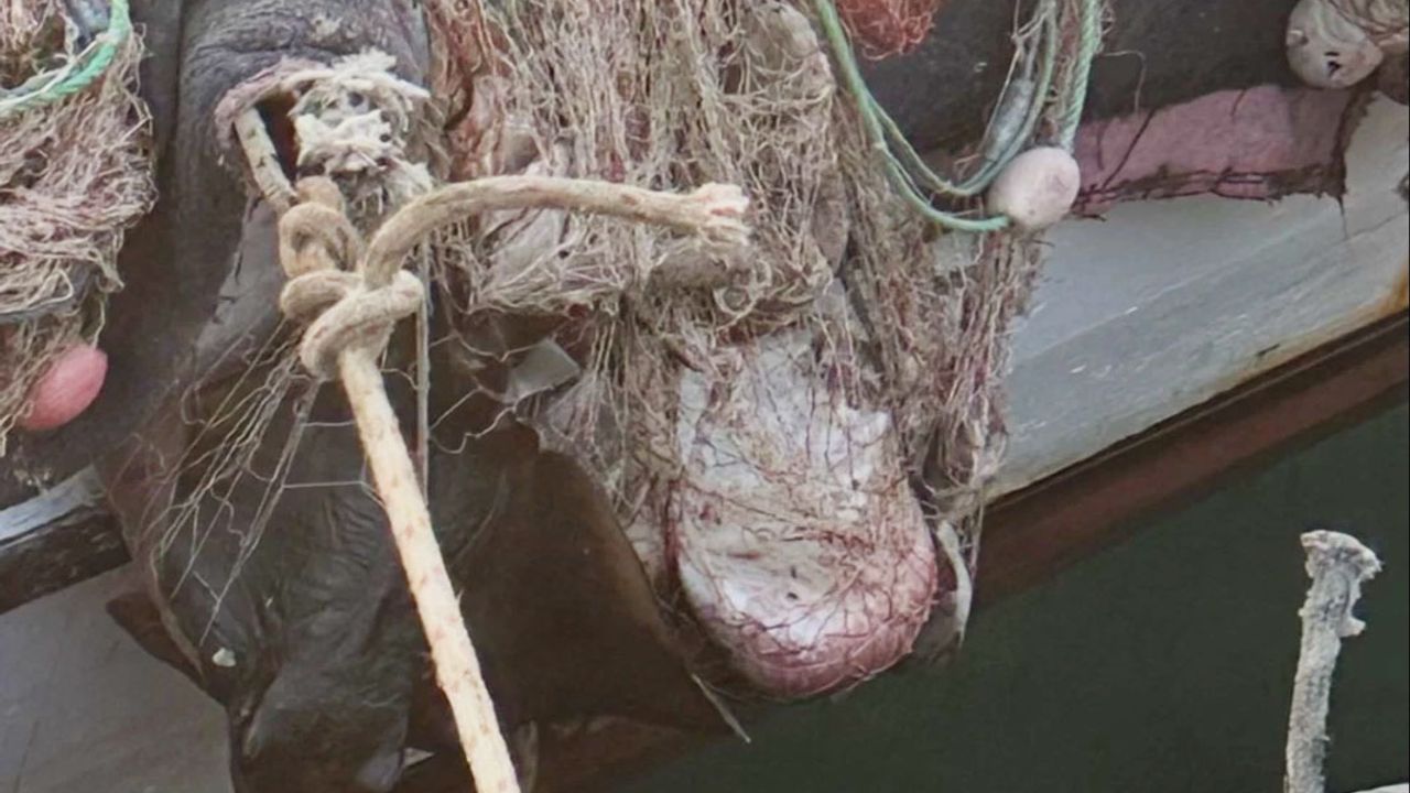 İzmir’de Yasa Dışı Su Ürünlerine 321 Bin TL Ceza, 840 Kg’a El Kondu