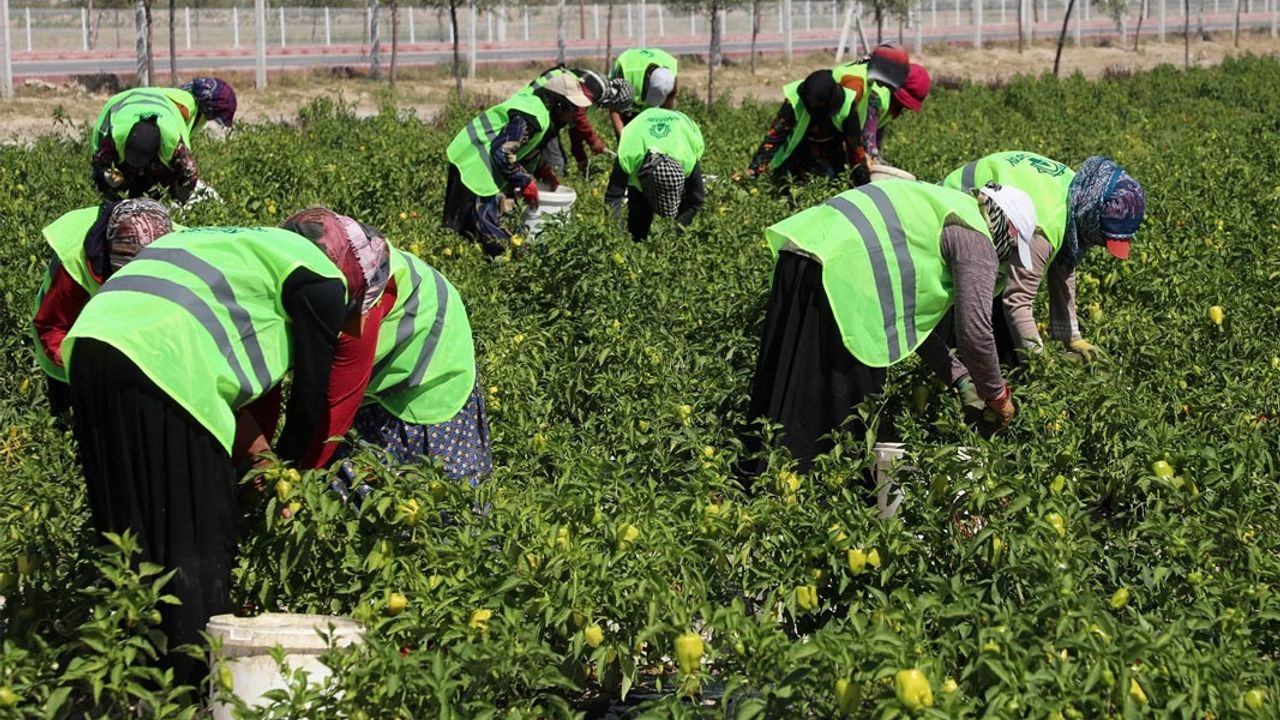 Karatay Ata Tohumu Projesi Mirası Yaşatıyor