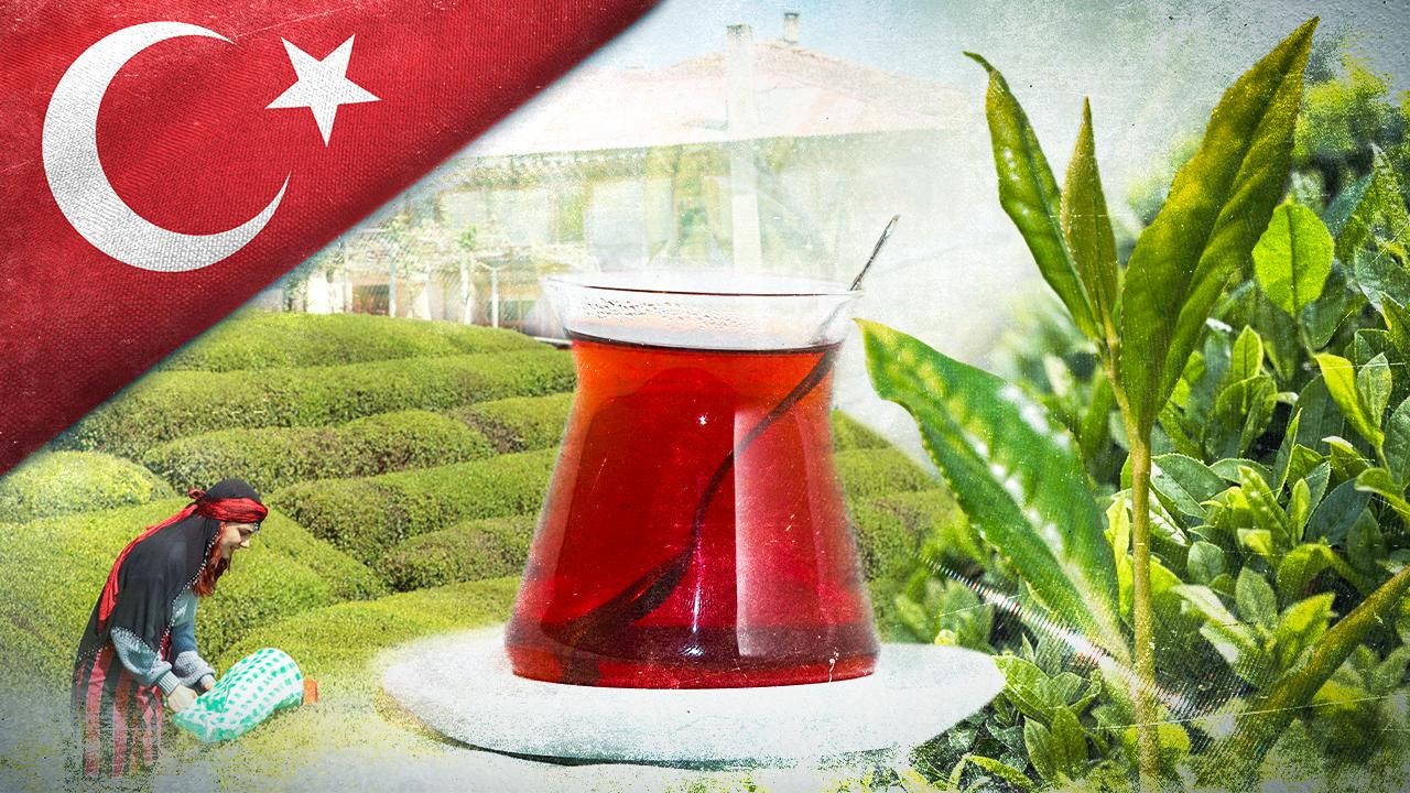 2025 Yaş Çay Alım Fiyatı Açıklandı: 25,44 TL