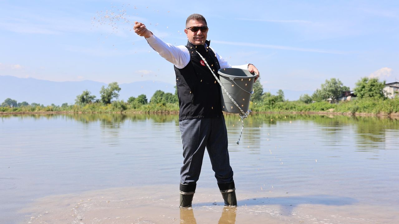 Düzce’de Coğrafi İşaretli Konuralp Pirinci Üretimi Artıyor