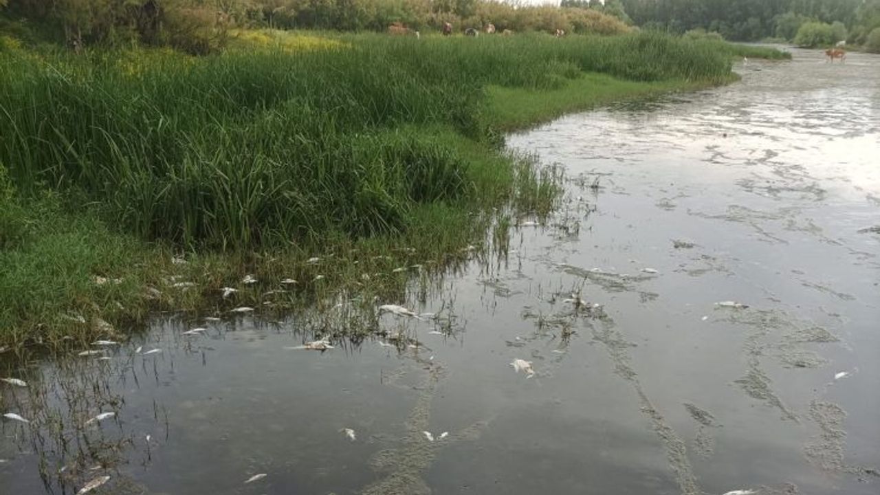 Diyarbakır Dicle’de Su Düştü: Yüzlerce Balık Telef Oldu