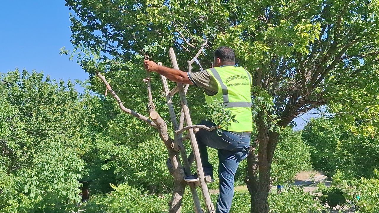 Beypazarı’nda 10 Bin Ağaca Antep Fıstığı Aşısı Yapılıyor