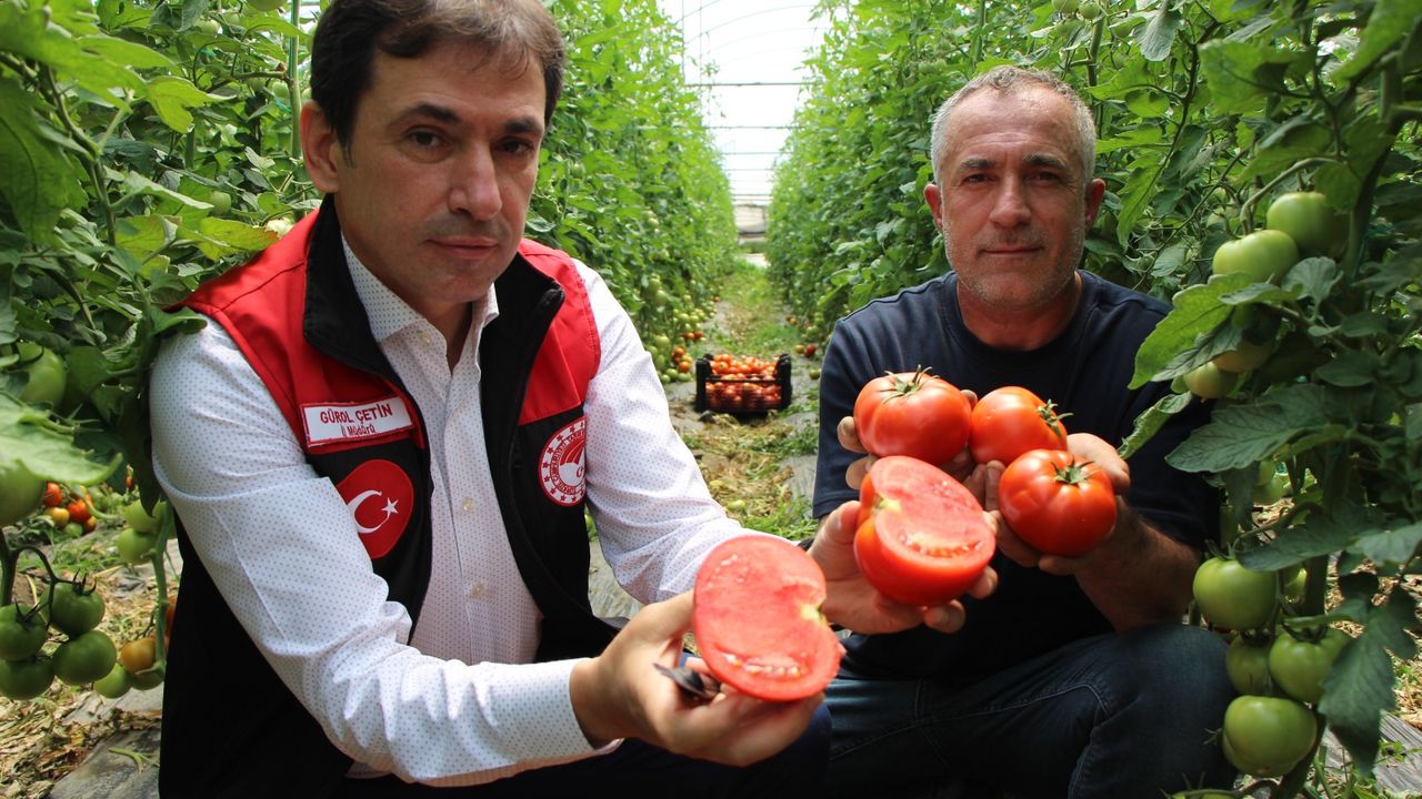 Amasya’da 2025 Domates Sezonu Bereket Getirecek