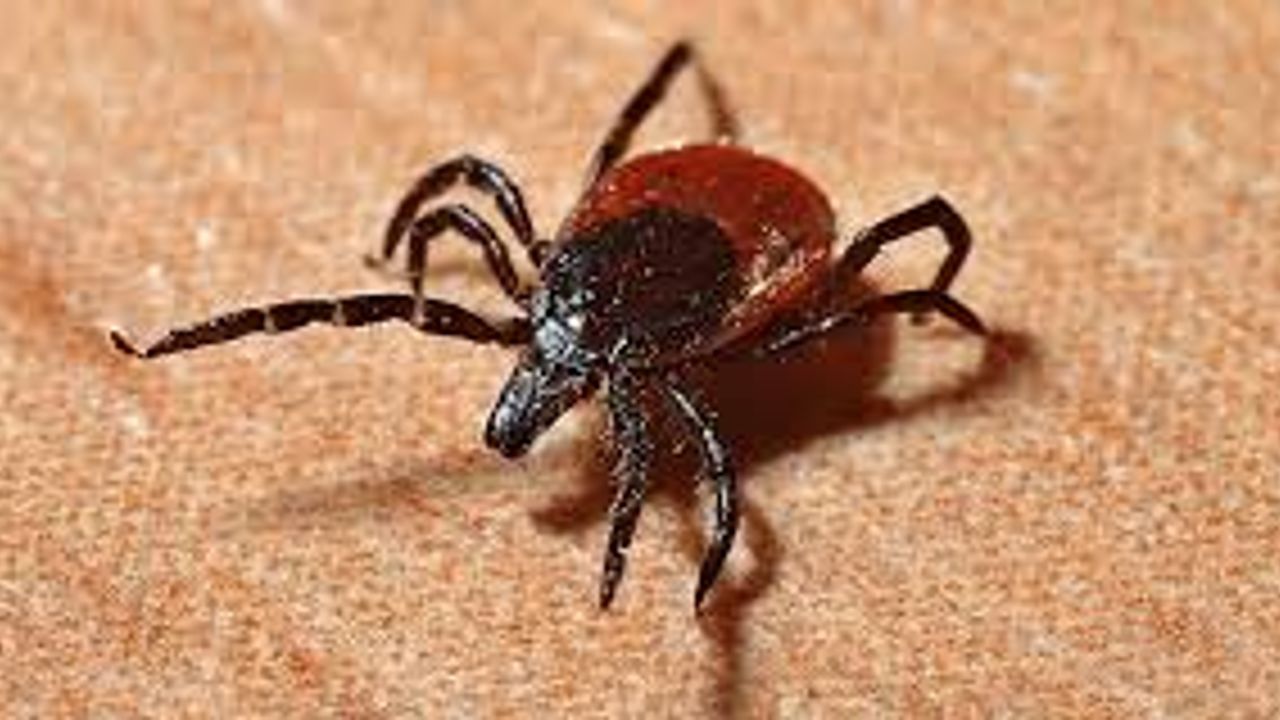 İstanbul’da Kene Isırığı Vakaları 7 Bini Geçti: Uzman Uyarıyor