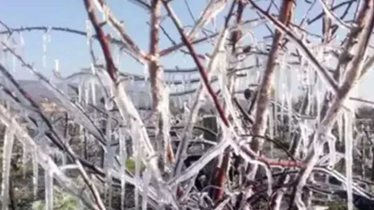 TBMM Zirai Don Komisyonu Sahada: Kayısıda %100 Hasar İddiası